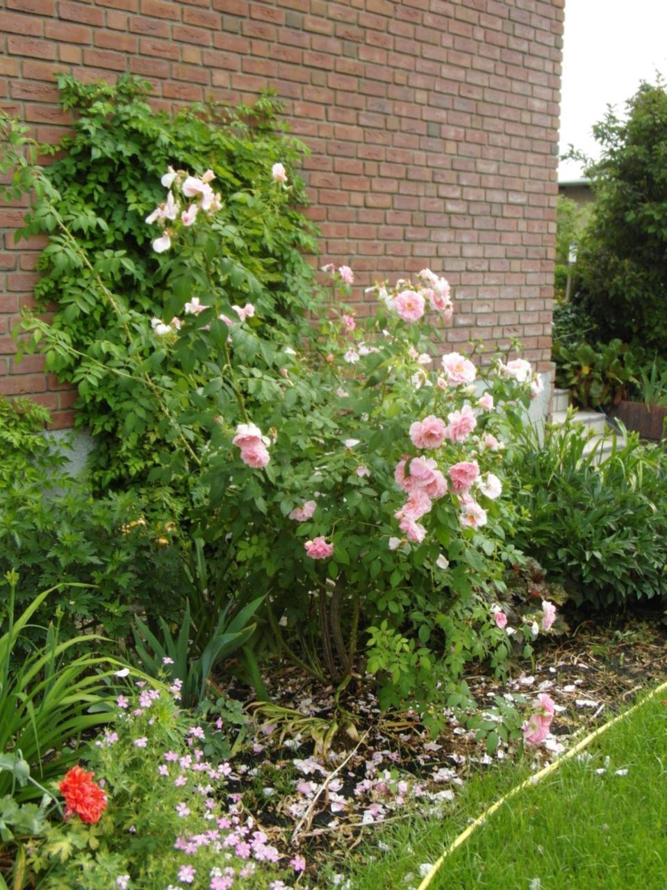 Apartment Borchert *